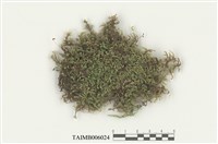 藏品(皺葉粗枝苔)的圖片